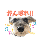 シュナのろっちゃん（個別スタンプ：14）
