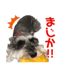 シュナのろっちゃん（個別スタンプ：19）
