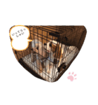 ショコラン＆シフォン（個別スタンプ：2）