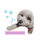 ショコラン＆シフォン（個別スタンプ：3）