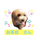 ショコラン＆シフォン（個別スタンプ：13）