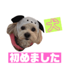 ショコラン＆シフォン（個別スタンプ：14）