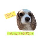 ショコラン＆シフォン（個別スタンプ：16）