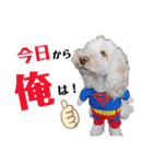 australianlabradoodle sorami（個別スタンプ：1）