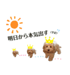 australianlabradoodle sorami（個別スタンプ：2）