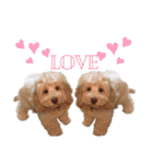 australianlabradoodle sorami（個別スタンプ：3）