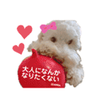 australianlabradoodle sorami（個別スタンプ：4）