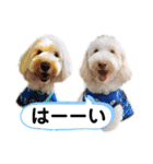 australianlabradoodle sorami（個別スタンプ：5）