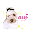 australianlabradoodle sorami（個別スタンプ：6）