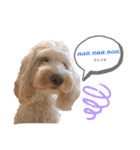 australianlabradoodle sorami（個別スタンプ：7）