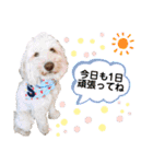 australianlabradoodle sorami（個別スタンプ：10）