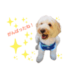 australianlabradoodle sorami（個別スタンプ：11）