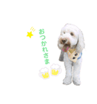 australianlabradoodle sorami（個別スタンプ：12）