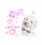 australianlabradoodle sorami（個別スタンプ：13）