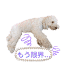 australianlabradoodle sorami（個別スタンプ：14）