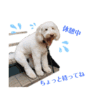 australianlabradoodle sorami（個別スタンプ：15）