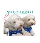 australianlabradoodle sorami（個別スタンプ：16）