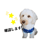 australianlabradoodle sorami（個別スタンプ：17）