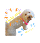 australianlabradoodle sorami（個別スタンプ：18）