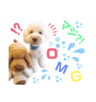 australianlabradoodle sorami（個別スタンプ：19）