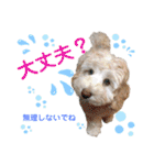 australianlabradoodle sorami（個別スタンプ：20）
