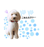 australianlabradoodle sorami（個別スタンプ：21）
