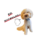 australianlabradoodle sorami（個別スタンプ：22）
