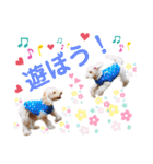 australianlabradoodle sorami（個別スタンプ：23）