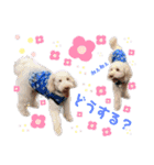australianlabradoodle sorami（個別スタンプ：24）