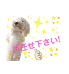 australianlabradoodle sorami（個別スタンプ：26）