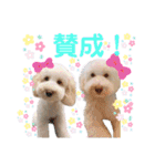 australianlabradoodle sorami（個別スタンプ：27）