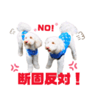 australianlabradoodle sorami（個別スタンプ：28）