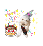 australianlabradoodle sorami（個別スタンプ：29）