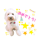 australianlabradoodle sorami（個別スタンプ：30）