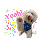 australianlabradoodle sorami（個別スタンプ：31）
