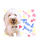 australianlabradoodle sorami（個別スタンプ：32）