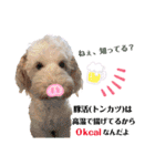 australianlabradoodle sorami（個別スタンプ：33）