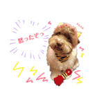 australianlabradoodle sorami（個別スタンプ：35）