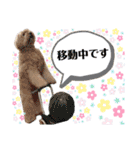 australianlabradoodle sorami（個別スタンプ：36）