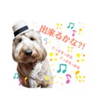 australianlabradoodle sorami（個別スタンプ：37）