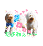 australianlabradoodle sorami（個別スタンプ：38）