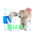 australianlabradoodle sorami（個別スタンプ：39）