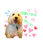 australianlabradoodle sorami（個別スタンプ：40）