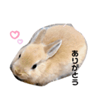 うさぎ仲間スタンプ（個別スタンプ：4）