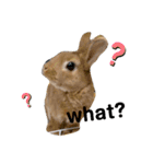 うさぎ仲間スタンプ（個別スタンプ：7）