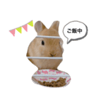 うさぎ仲間スタンプ（個別スタンプ：11）