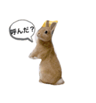 うさぎ仲間スタンプ（個別スタンプ：12）