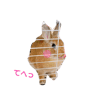 うさぎ仲間スタンプ（個別スタンプ：15）
