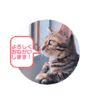 キキちゃんの毎日使えるスタンプ（個別スタンプ：7）