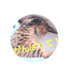 キキちゃんの毎日使えるスタンプ（個別スタンプ：12）